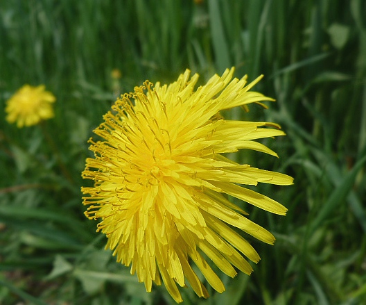 púpava lekárska Taraxacum officinale (L.) Weber ex F.H.Wigg