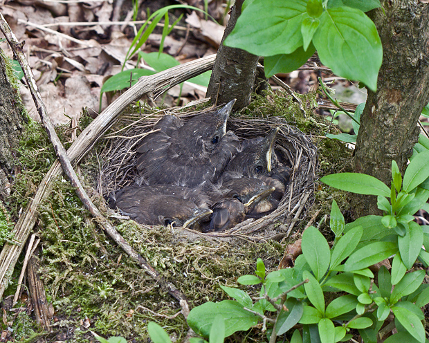 drozd čierny  Turdus merula