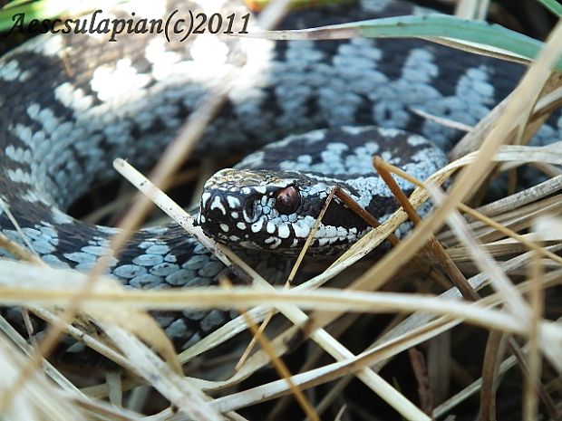 vretenica severná Vipera berus