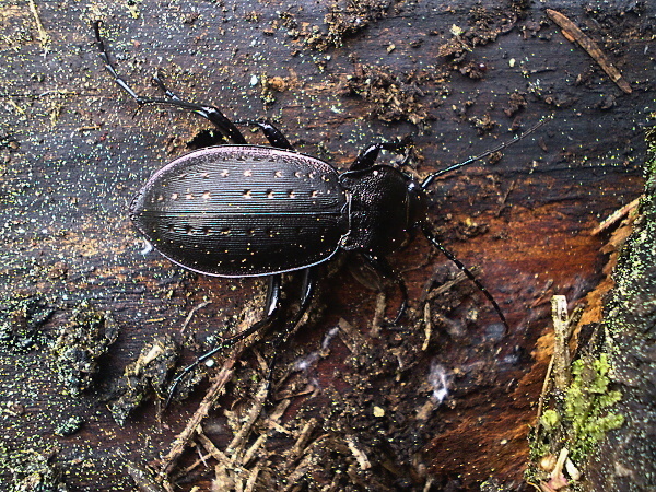 bystruška záhradná Carabus hortensis