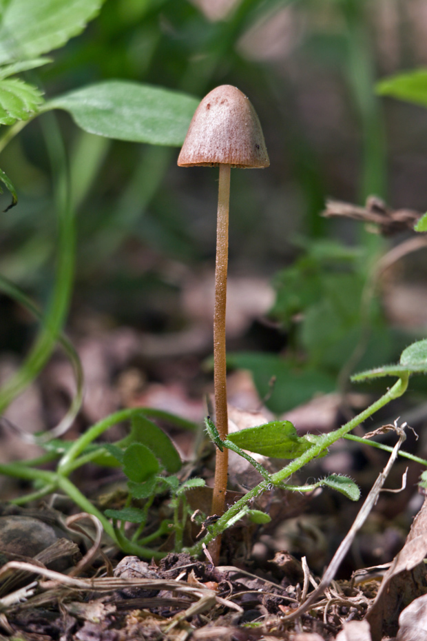 kapucňovec Conocybe sp.