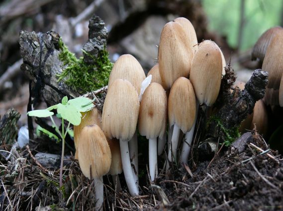 hnojník okrový Coprinellus domesticus (Bolton) Vilgalys, Hopple & Jacq. Johnson