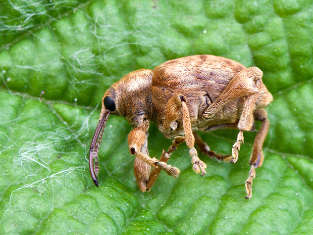 nosáčik  Curculio  betulae