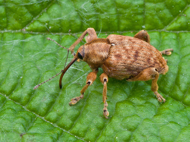 nosánik Curculio glandium