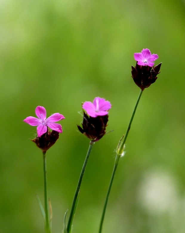 klinček kartuziánsky Dianthus carthusianorum L.