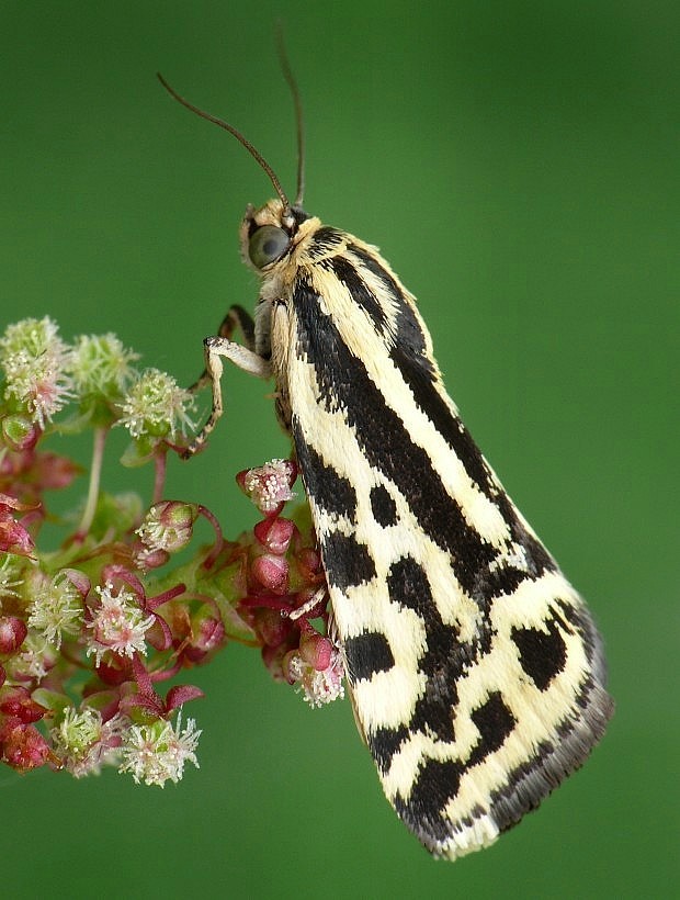 morička pupencová Emmelia trabealis Scopoli, 1763