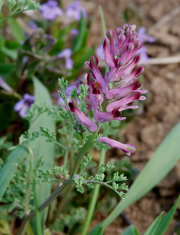 zemedym lekársky Fumaria officinalis L.