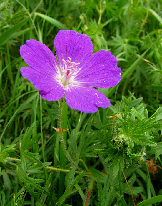 pakost krvavý Geranium sanguineum L.