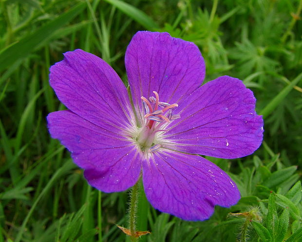 pakost krvavý Geranium sanguineum L.