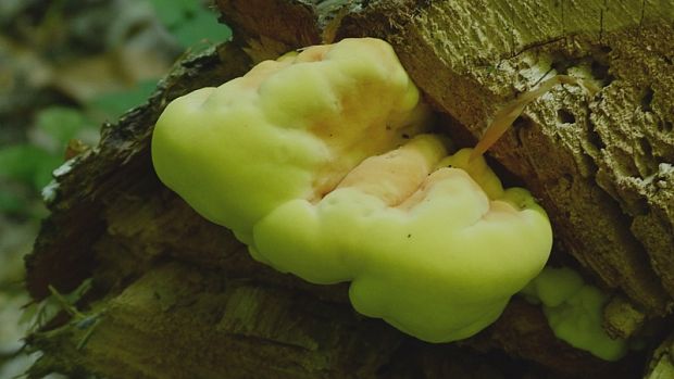 sírovec obyčajný Laetiporus sulphureus (Bull.) Murrill