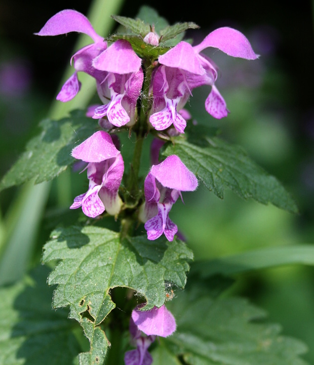 hluchavka škvrnitá Lamium maculatum L.