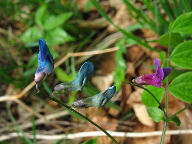 hrachor jarný Lathyrus vernus (L.) Bernh.