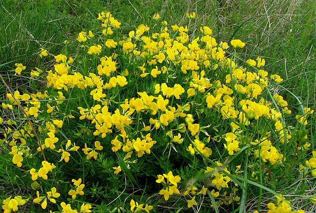 ľadenec borbásov Lotus borbasii Ujhelyi