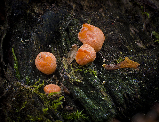 vlčinka Lycogala sp.