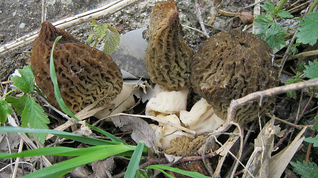 smrčok Morchella sp.