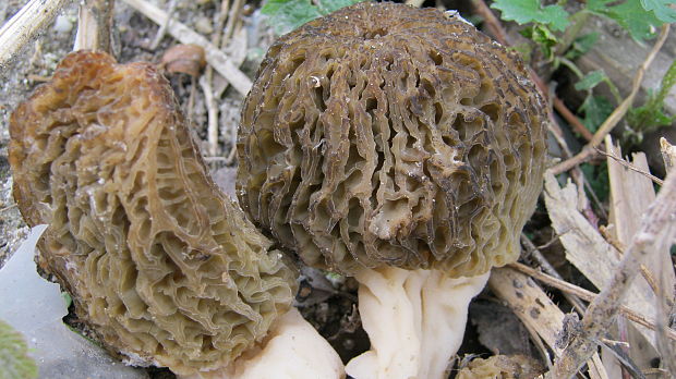 smrčok Morchella sp.