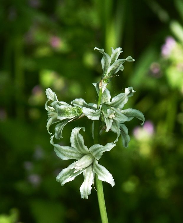 bledavka ovisnutá Ornithogalum nutans L.