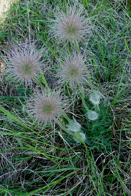 poniklec Pulsatilla sp.