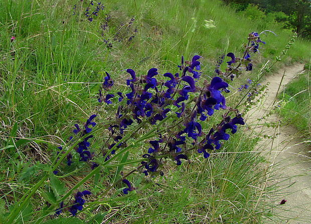 šalvia lúčna Salvia pratensis L.