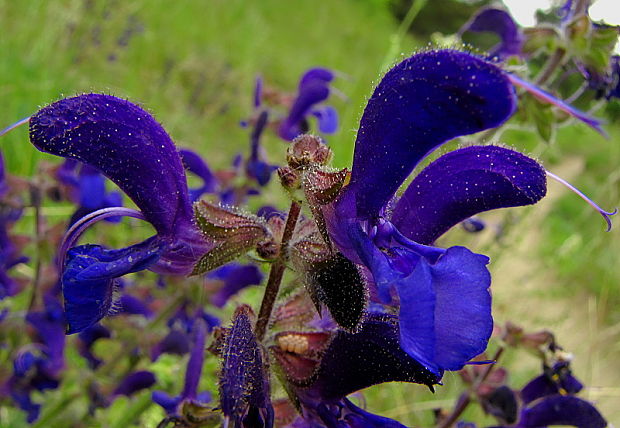 šalvia lúčna Salvia pratensis L.