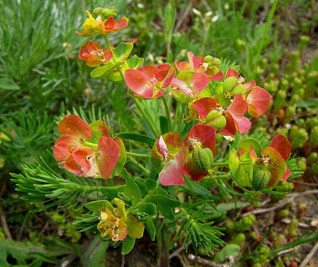 mliečnik chvojkový Tithymalus cyparissias (L.) Scop.