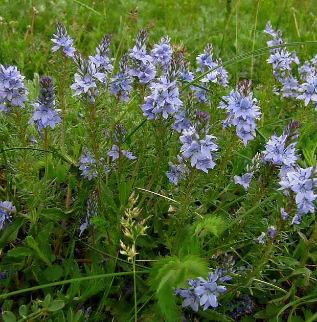 veronika rozprestretá Veronica prostrata L.