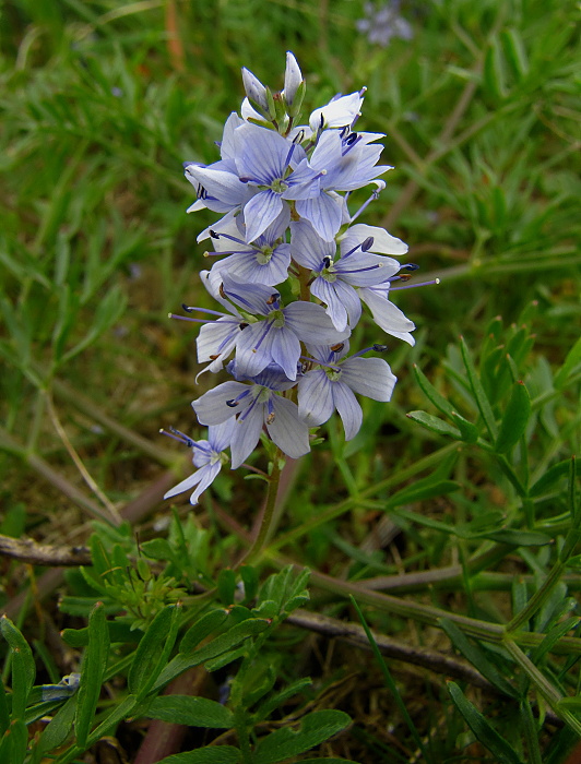 veronika rozprestretá Veronica prostrata L.