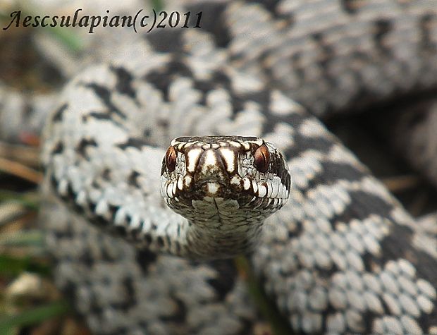 vretenica severná Vipera berus