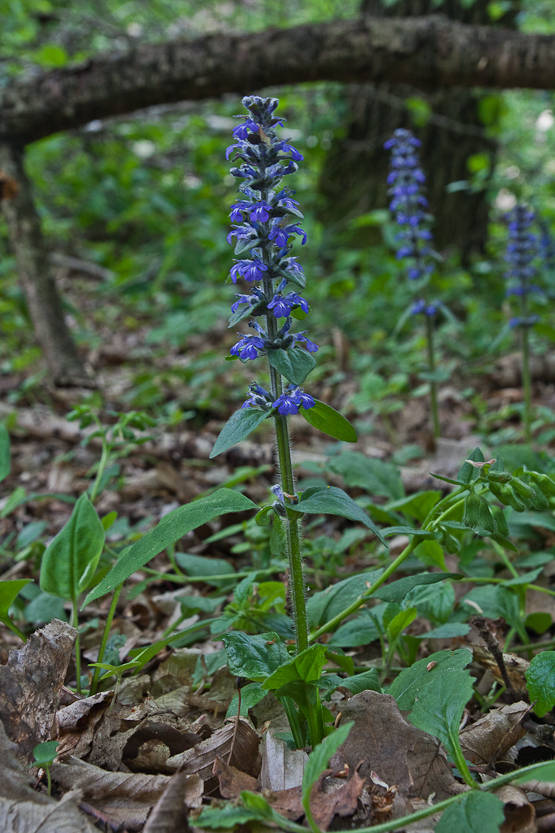 zbehovec plazivý Ajuga reptans L.