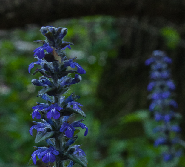 zbehovec plazivý Ajuga reptans L.