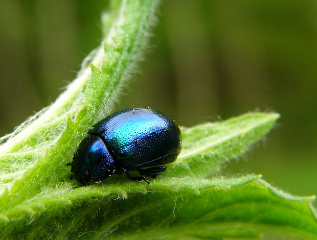 liskavka mätová CHrysolina herbacea