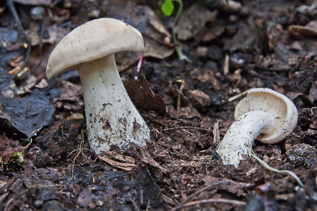 čírovnica májová Calocybe gambosa (Fr.) Donk