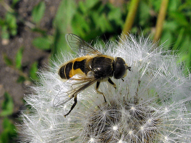 trúdovka bielofúza Eristalis arbustorum