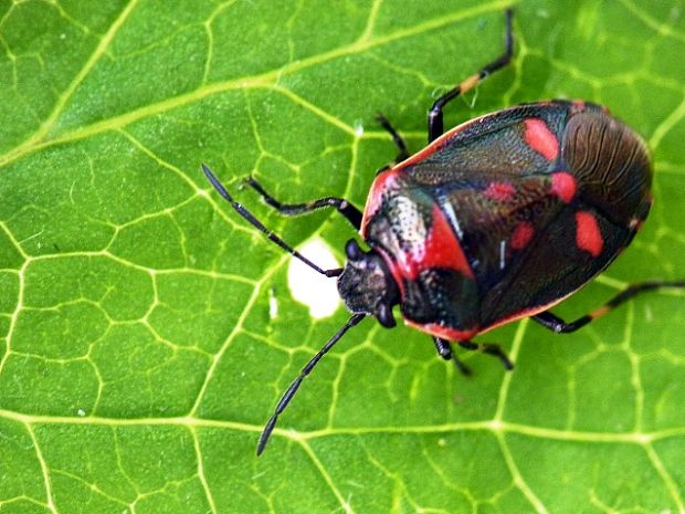 bzdocha kapustová Eurydema oleraceum