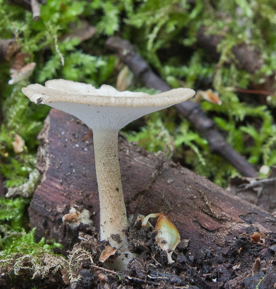 trúdnik strapkatý Lentinus substrictus (Bolton) Zmitr. & Kovalenko