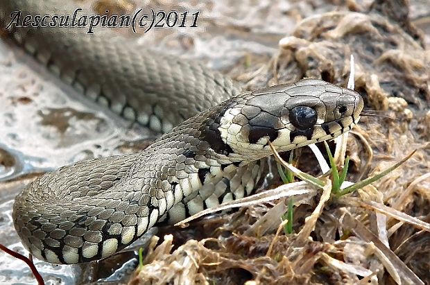 užovka obojková Natrix natrix