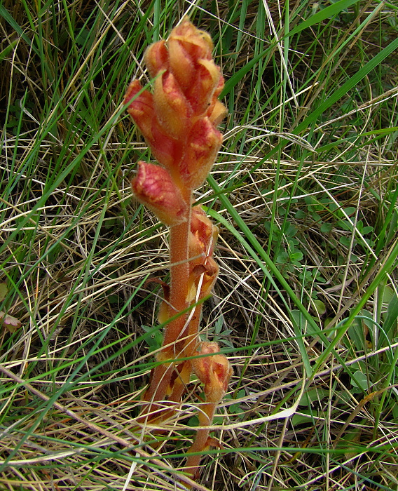 záraza Orobanche sp.