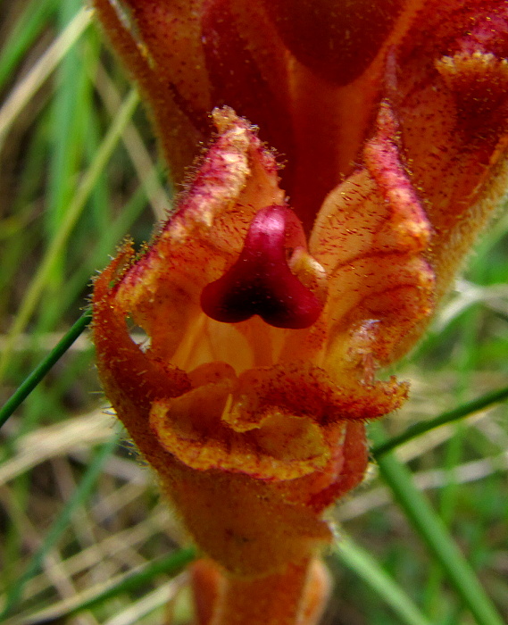 záraza Orobanche sp.