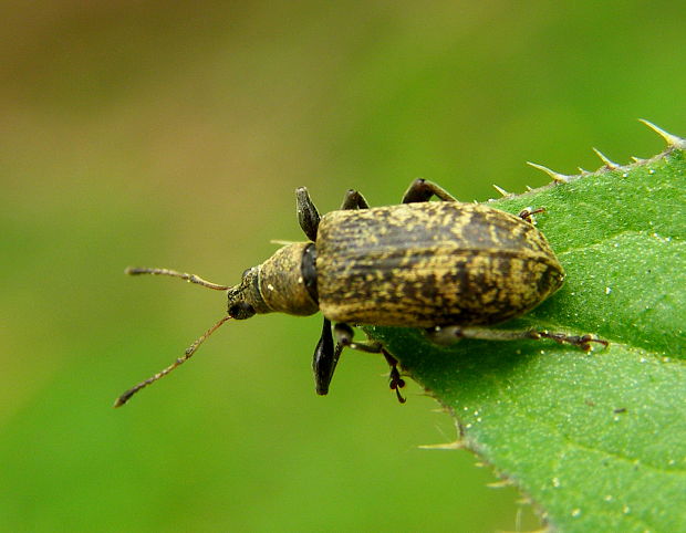 nosáčik Polydrucus glaucus