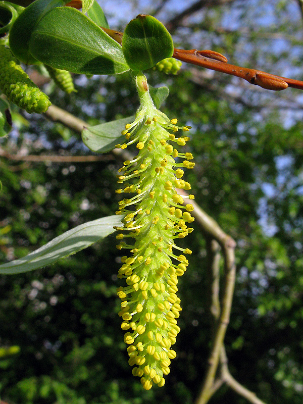 vŕba Salix sp.