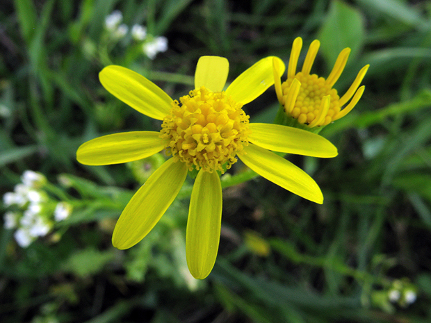 starček jarný Senecio vernalis Waldst. et Kit.