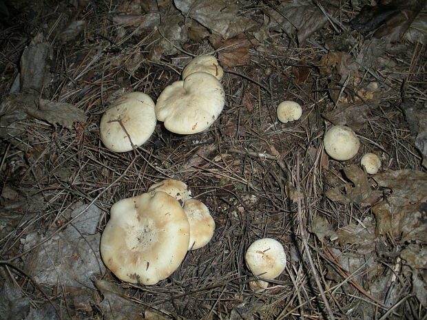 čírovnica májová Calocybe gambosa (Fr.) Donk