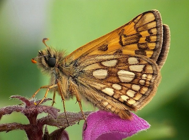 súmračník skorocelový Carterocephalus palaemon Pallas, 1771