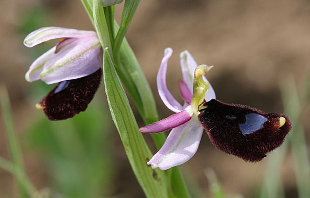 hmyzovník Ophrys bertolonii subsp. bertoloniiformis (O.Danesch & E.Danesch) H.Sund.
