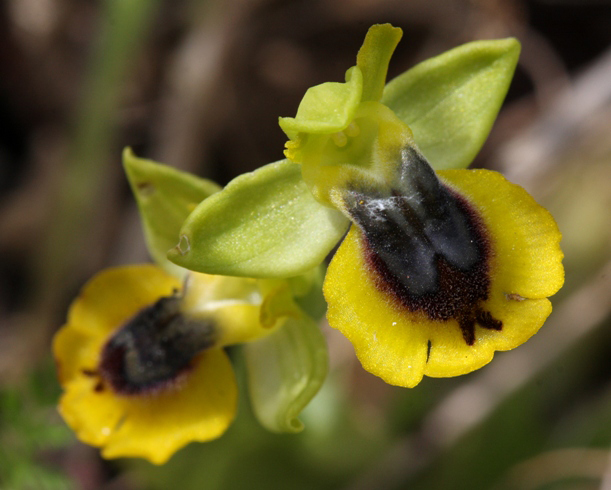 hmyzovník Ophrys lutea subsp. galilaea