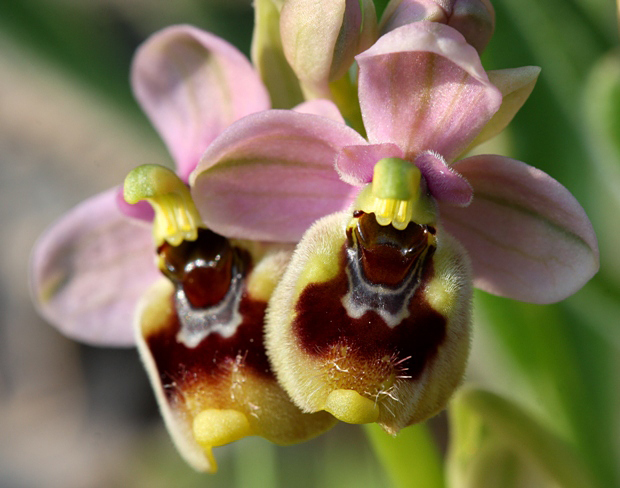 hmyzovník Ophrys tenthredinifera Willd.