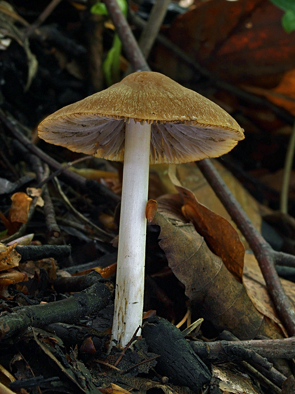 drobuľka Psathyrella sp.