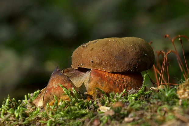 hríb zrnitohlúbikový Sutorius luridiformis (Rostk.) G. Wu & Zhu L. Yang