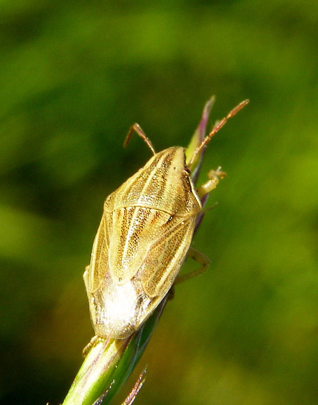 bzdocha kuželovitá Aelia acuminata