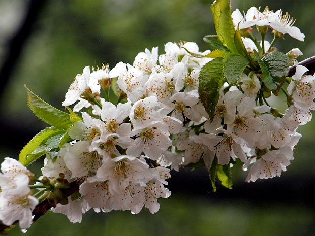 čerešňa  Cerasus avium (L.) Moench